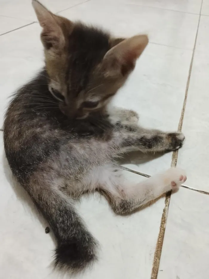 Gato raça SRD-ViraLata idade Abaixo de 2 meses nome Pandora