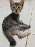 Pandora