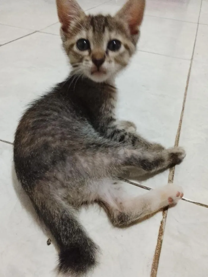 Gato raça SRD-ViraLata idade Abaixo de 2 meses nome Pandora