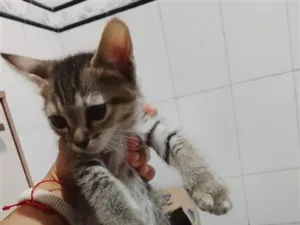 Gato raça SRD-ViraLata idade Abaixo de 2 meses nome Pandora