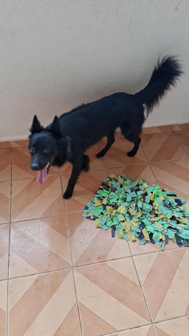 Cachorro raça SRD-ViraLata idade 2 anos nome Toty