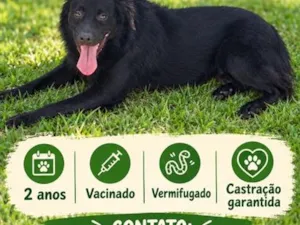 Cachorro raça SRD-ViraLata idade 2 anos nome Toty