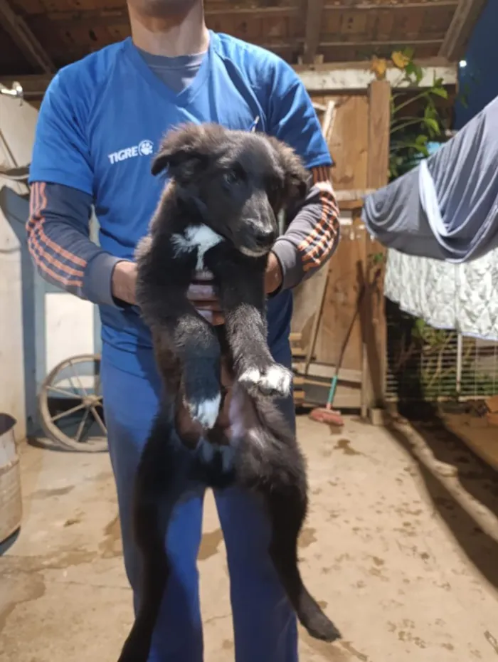 Cachorro raça SRD-ViraLata idade 2 a 6 meses nome Duke,Pepeu ,lindinha e Duda o outro nao tem nome