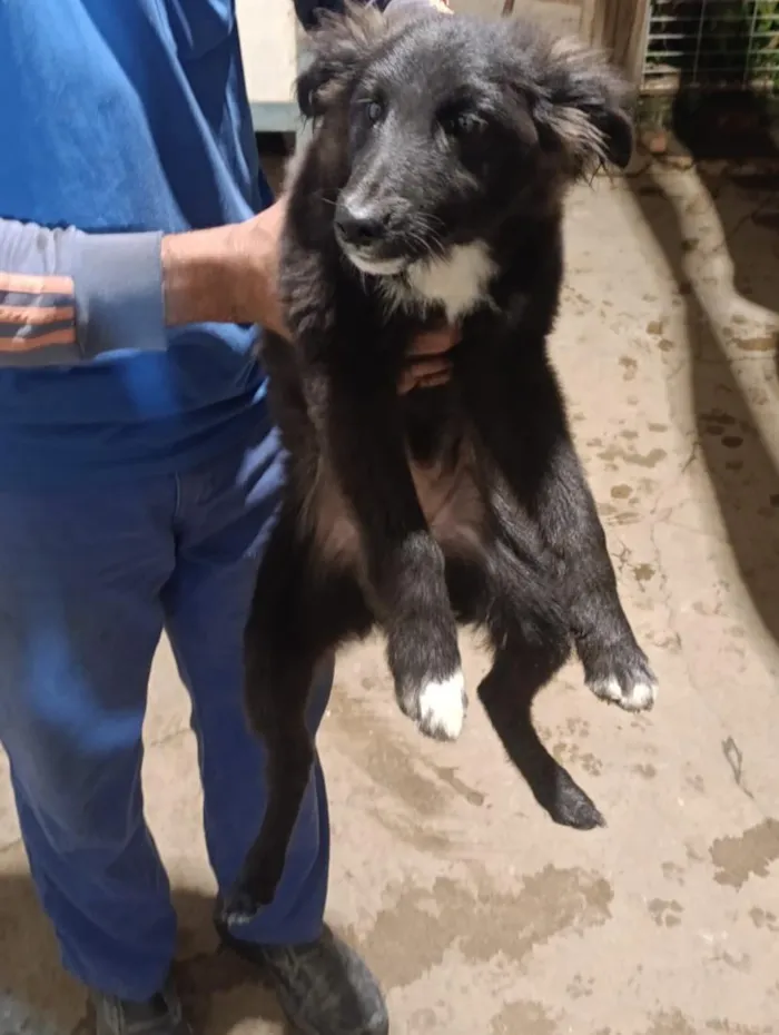 Cachorro raça SRD-ViraLata idade 2 a 6 meses nome Duke,Pepeu ,lindinha e Duda o outro nao tem nome