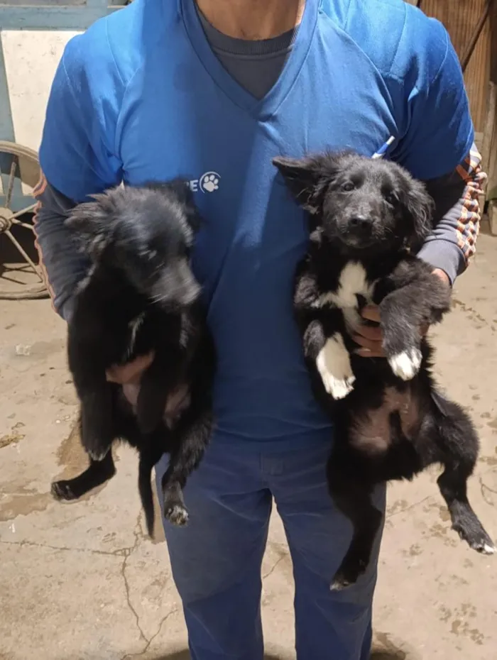 Cachorro raça SRD-ViraLata idade 2 a 6 meses nome Duke,Pepeu ,lindinha e Duda o outro nao tem nome