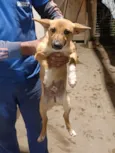 Duke,Pepeu ,lindinha e Duda o outro nao tem nome