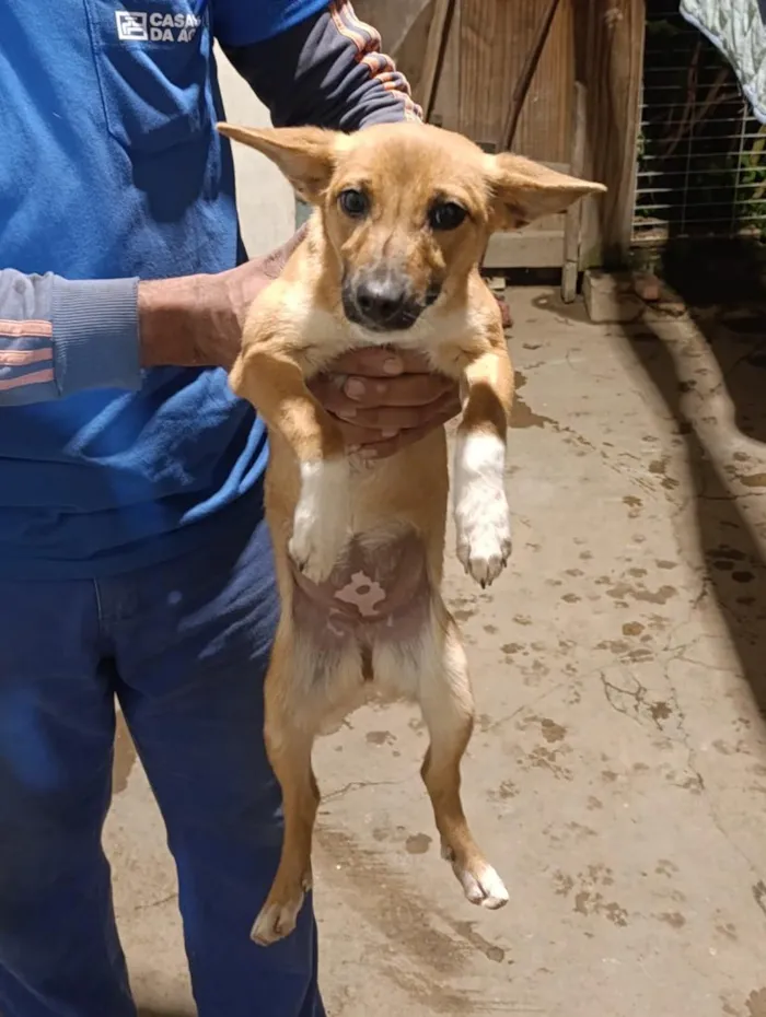 Cachorro raça SRD-ViraLata idade 2 a 6 meses nome Duke,Pepeu ,lindinha e Duda o outro nao tem nome