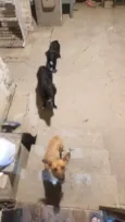 Duke,Pepeu ,lindinha e Duda o outro nao tem nome
