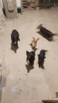 Duke,Pepeu ,lindinha e Duda o outro nao tem nome