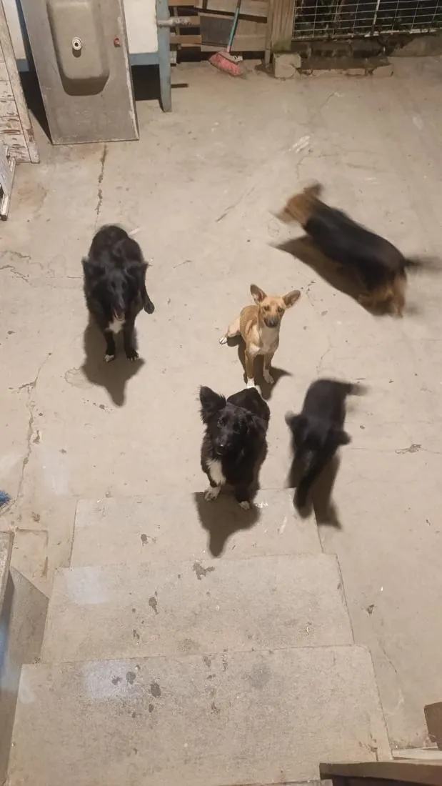 Cachorro raça SRD-ViraLata idade 2 a 6 meses nome Duke,Pepeu ,lindinha e Duda o outro nao tem nome