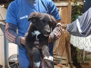Cachorro raça SRD-ViraLata idade 2 a 6 meses nome Duke,Pepeu ,lindinha e Duda o outro nao tem nome