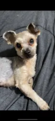 amora
