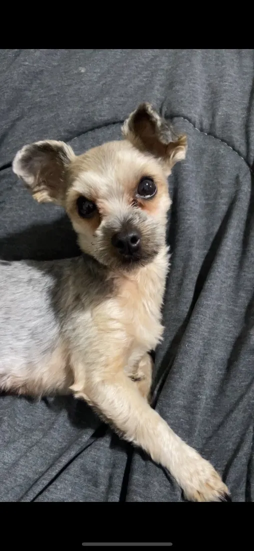 Cachorro raça Yorkshire idade 2 anos nome amora