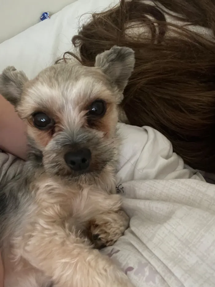 Cachorro raça Yorkshire idade 2 anos nome amora
