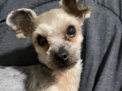 Cachorro raça Yorkshire idade 2 anos nome amora