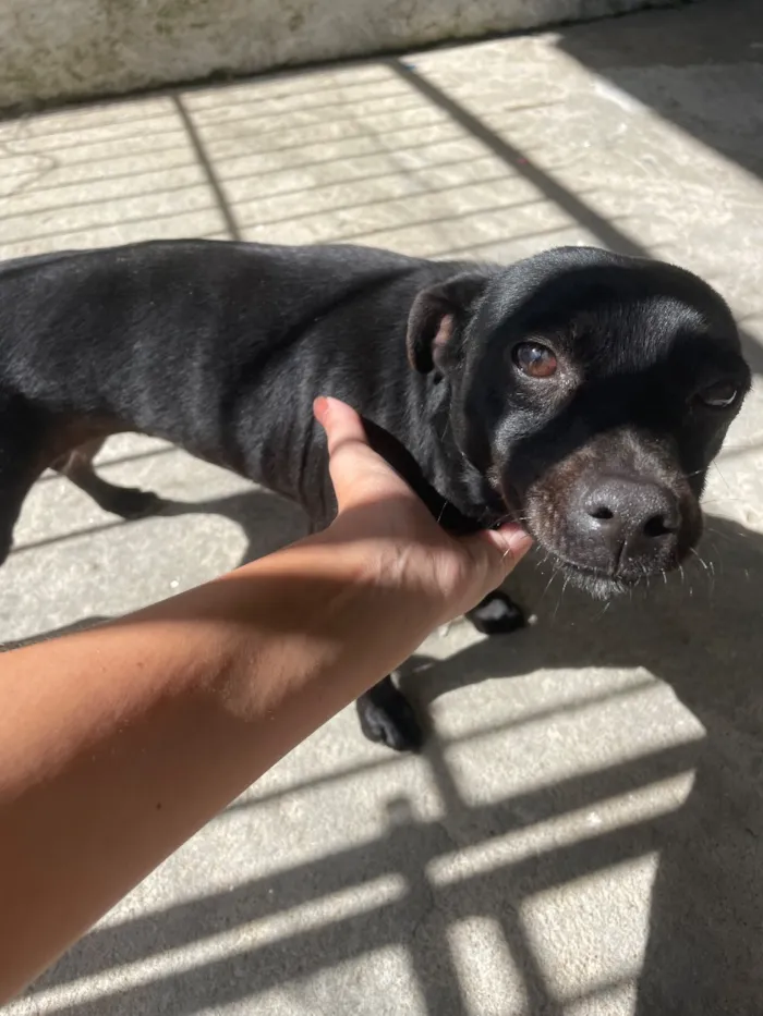 Cachorro raça SRD-ViraLata idade 3 anos nome Pretinha