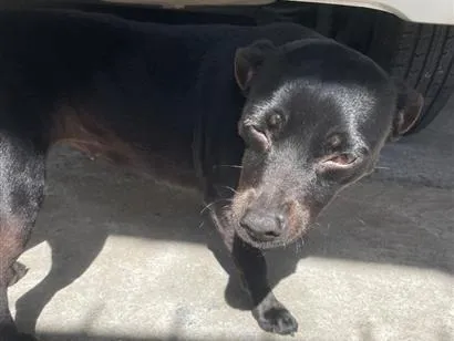 Cachorro raça SRD-ViraLata idade 3 anos nome Pretinha