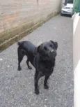 pretinha 