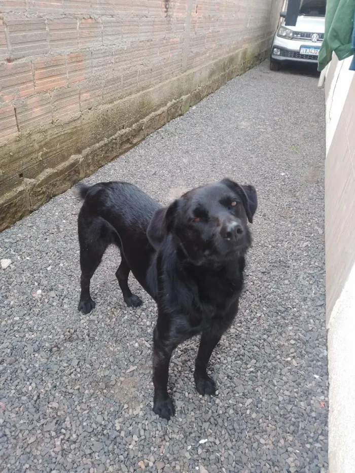 Cachorro raça SRD-ViraLata idade 2 anos nome pretinha 