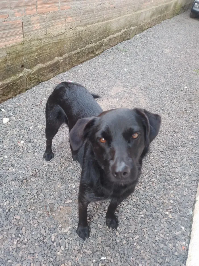 Cachorro raça SRD-ViraLata idade 2 anos nome pretinha 