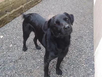 Cachorro raça SRD-ViraLata idade 2 anos nome pretinha 