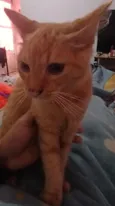 paçoca 