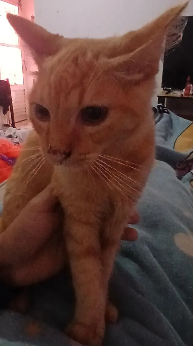 Gato raça SRD-ViraLata idade 7 a 11 meses nome paçoca 