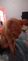 paçoca 