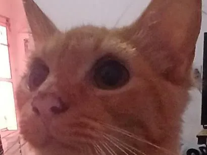 Gato raça SRD-ViraLata idade 7 a 11 meses nome paçoca 