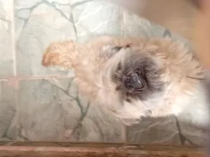 Cachorro raça Shitzu idade 6 ou mais anos nome Kuke 