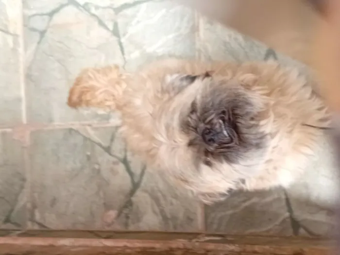 Cachorro raça Shitzu idade 6 ou mais anos nome Kuke 