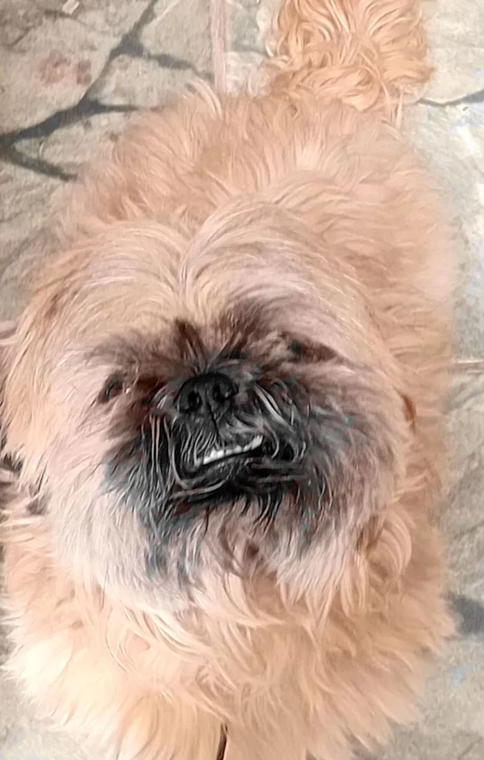 Cachorro raça Shitzu idade 6 ou mais anos nome Kuke 