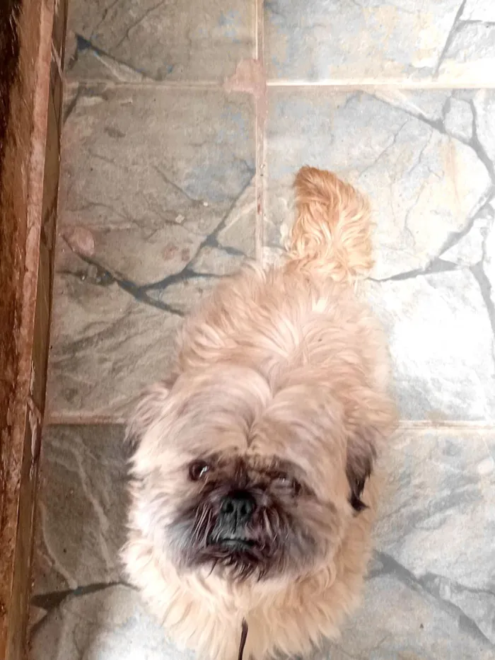 Cachorro raça Shitzu idade 6 ou mais anos nome Kuke 