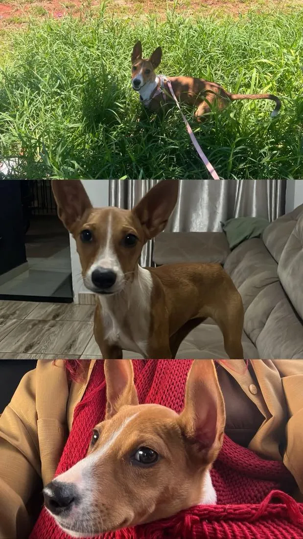 Cachorro raça SRD-ViraLata idade 2 a 6 meses nome TERESA