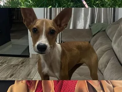 Cachorro raça SRD-ViraLata idade 2 a 6 meses nome TERESA