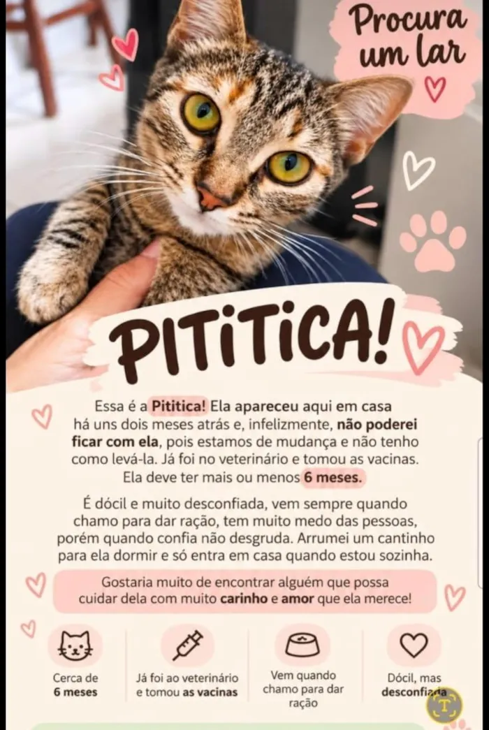Gato raça SRD-ViraLata idade 2 a 6 meses nome Pititica