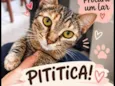 Pititica