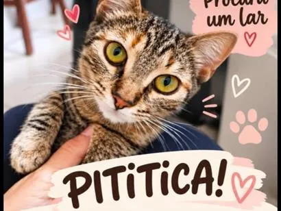 Gato raça SRD-ViraLata idade 2 a 6 meses nome Pititica