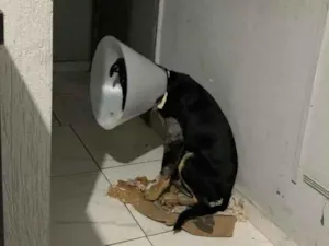 Cachorro raça SRD-ViraLata idade 2 a 6 meses nome EXU