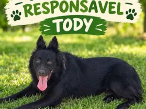 Cachorro raça SRD-ViraLata idade 2 anos nome Toty