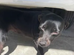 Cachorro raça SRD-ViraLata idade 3 anos nome Pretinha