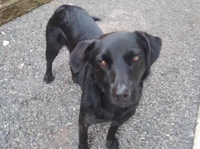 Cachorro raça SRD-ViraLata idade 2 anos nome pretinha 