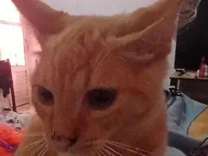 Gato raça SRD-ViraLata idade 7 a 11 meses nome paçoca 