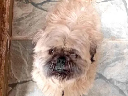 Cachorro raça Shitzu idade 6 ou mais anos nome Kuke 