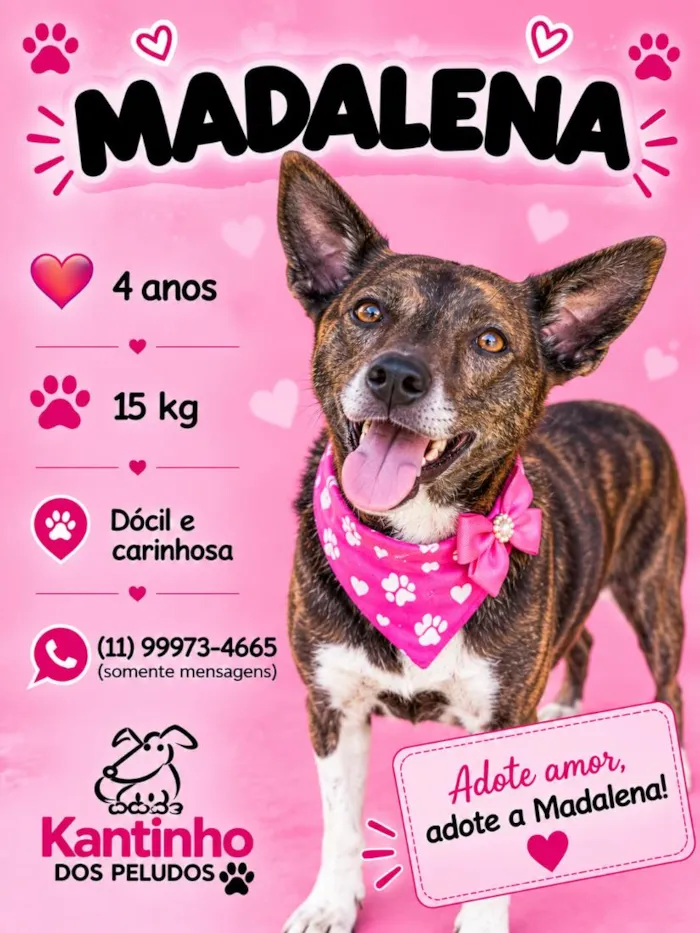 Cachorro raça SRD-ViraLata idade 4 anos nome Madalena