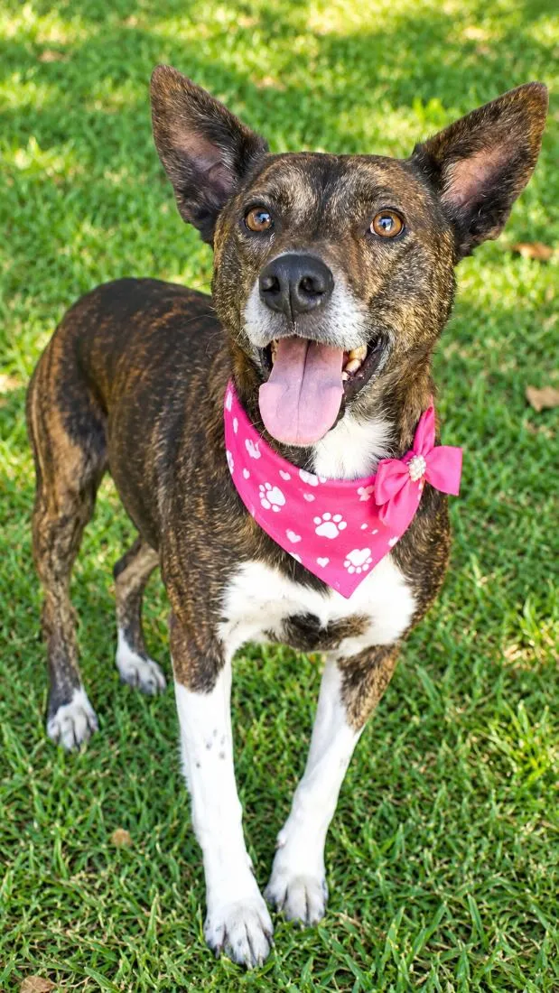 Cachorro raça SRD-ViraLata idade 4 anos nome Madalena