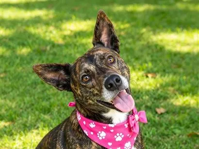 Cachorro raça SRD-ViraLata idade 4 anos nome Madalena