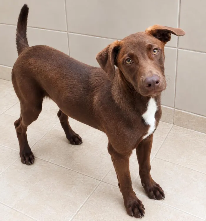 Cachorro raça SRD-ViraLata idade 1 ano nome Fred