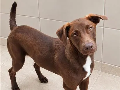 Cachorro raça SRD-ViraLata idade 1 ano nome Fred