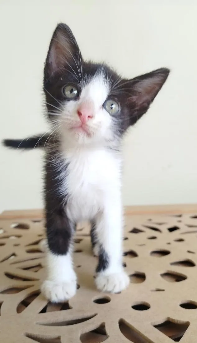 Gato raça SRD-ViraLata idade Abaixo de 2 meses nome Kookie